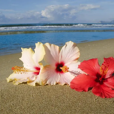 奥罗拉酒店 3* 斯佩隆加